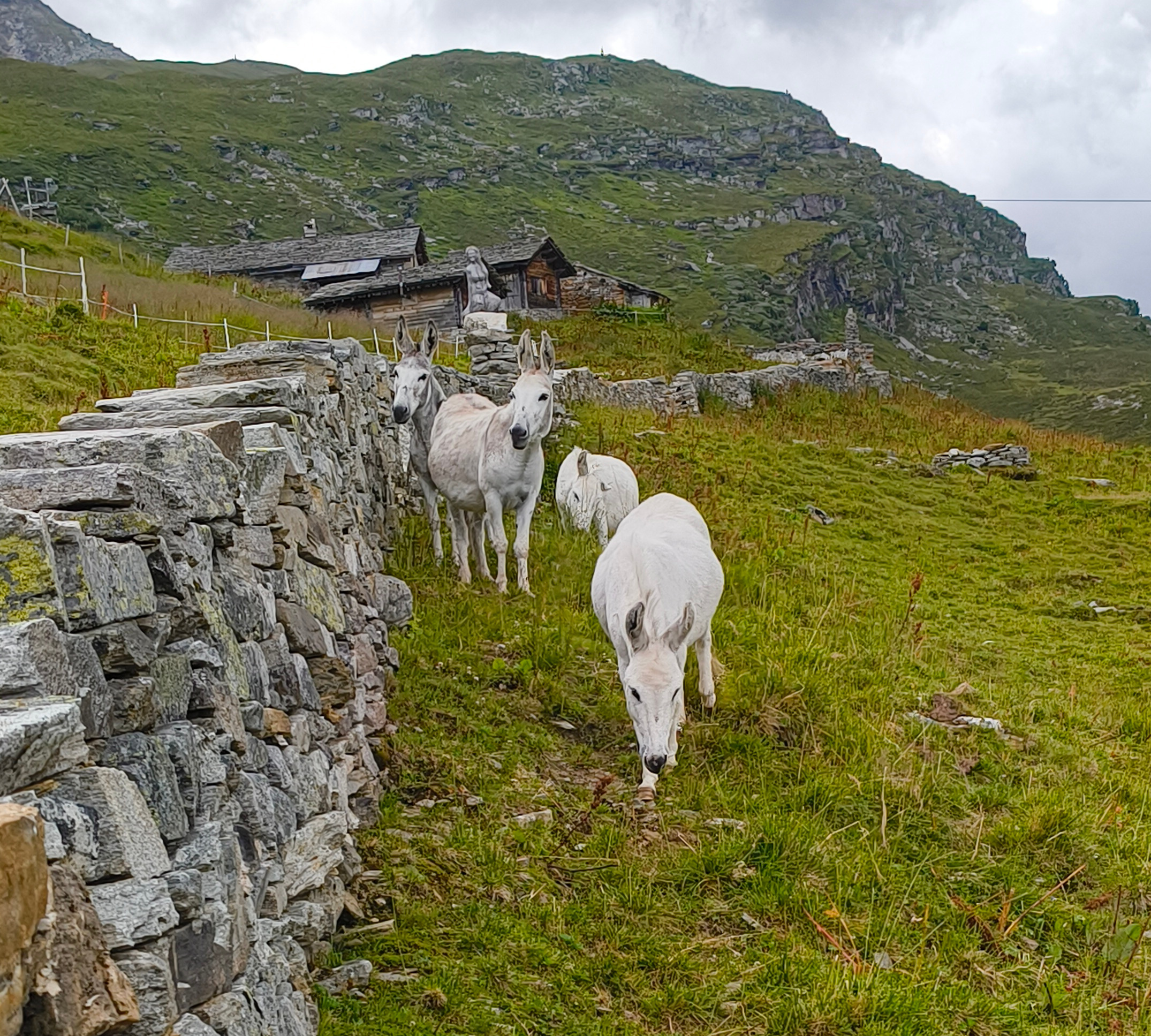 Alpbesuch bei den Eseln